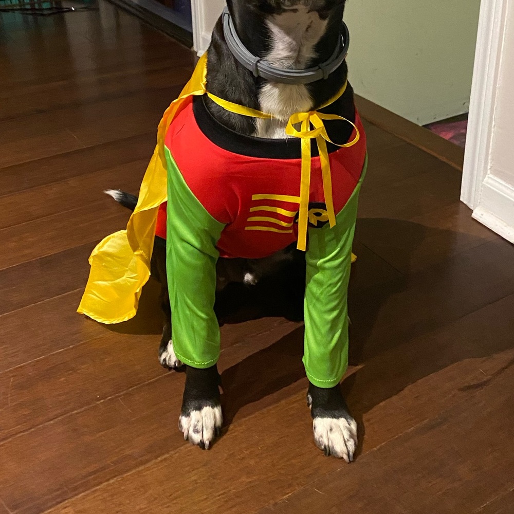 Robin dog costume